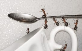 Как избавиться от муравьёв в доме