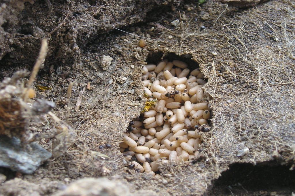 личинки муравьев